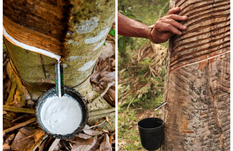 No interior, Idam recebe documentação para credenciamento da Subvenção Econômica da Borracha