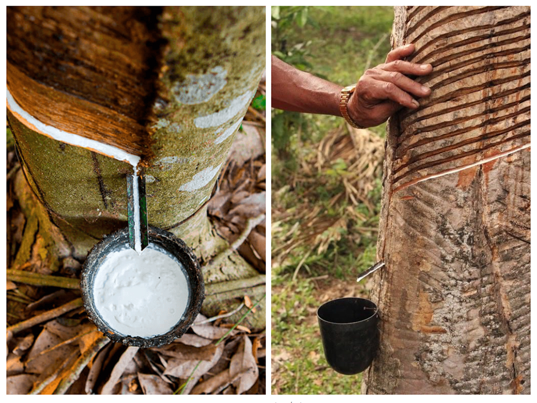 No interior, Idam recebe documentação para credenciamento da Subvenção Econômica da Borracha