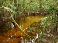 Pesquisa apoiada pelo Governo do Amazonas analisa fontes de água e possíveis alterações relacionadas à urbanização