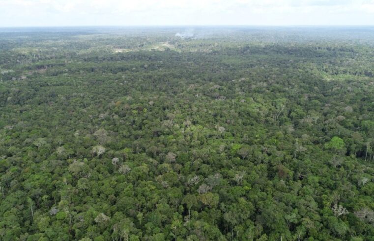 Ipaam registra queda de 52,46% no desmatamento e 64,72% nos focos de calor no mês de junho