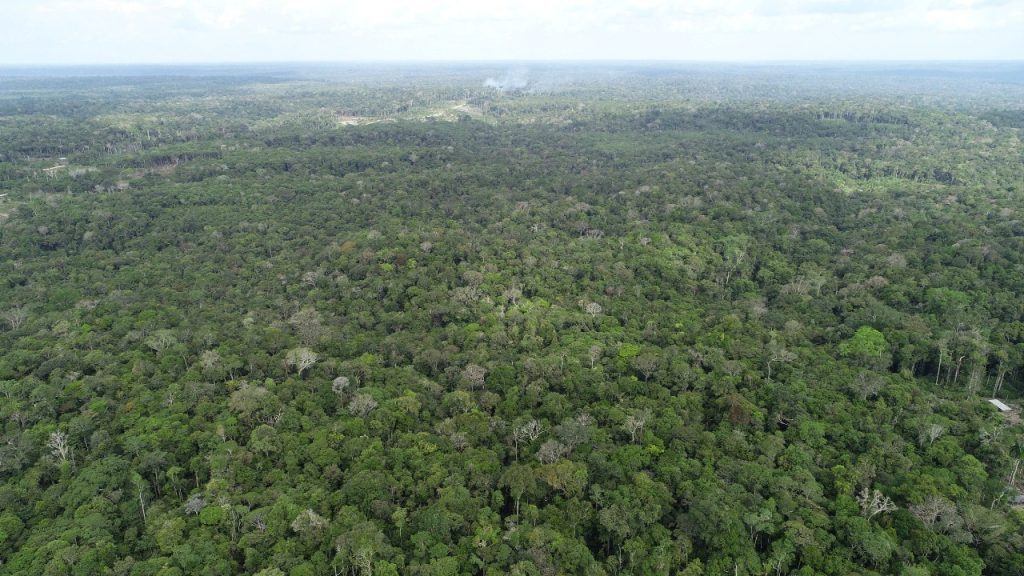 Ipaam registra queda de 52,46% no desmatamento e 64,72% nos focos de calor no mês de junho